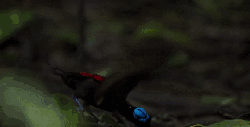 可爱 地球脉动 威士极乐鸟 纪录片 叼树叶