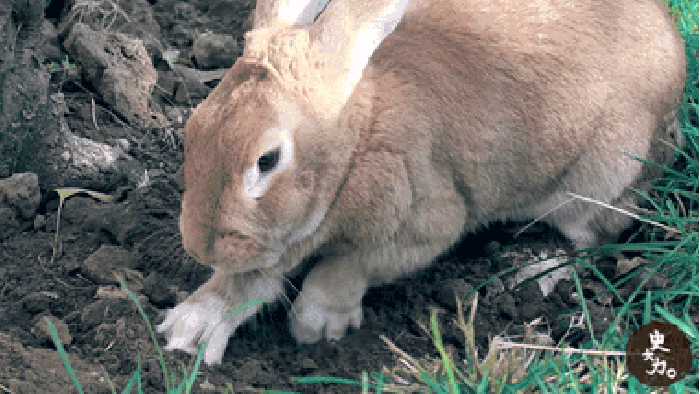 兔子 萌宠 可爱 刨地