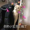萌宠 猫星人 你的宝贝上线了 开心 呆萌 可爱
