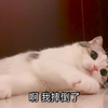 萌宠 猫星人 啊 我摔倒了 搞怪 呆萌