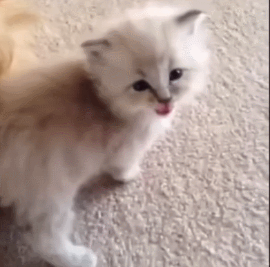 小猫 地毯 尾巴 舌头