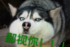 鄙视你 狗狗 透肥 趴着