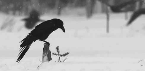 乌鸦 学雪地 动物