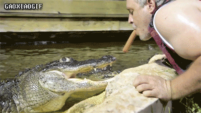大爷的喂鳄鱼方式   动物   池塘  喂养
