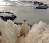 海湾 企鹅 趾高气昂地走