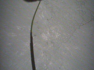 gif 什么鬼 辣眼睛 闪动