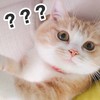 萌宠 猫星人 好奇 问号 呆萌 可爱