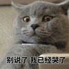 别说了 哭 猫 猫咪