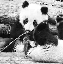 熊猫 吃竹子 卖萌 宝宝