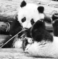 熊猫 吃竹子 卖萌 宝宝