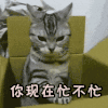 忙 忙不 你忙不忙