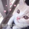萌宠 喵星人 我的眼里都是你 看我真诚的眼神 呆萌 可爱