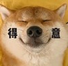 萌宠 汪星人 得意 开心 搞怪 逗
