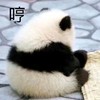 萌宠 熊猫 哼 生气 呆萌 可爱