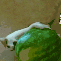 喵星人 可爱 萌宠 猫咪
