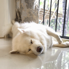 狗狗 白毛 躺着 摇尾巴