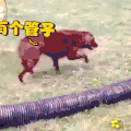 二哈 狗狗 汪星人 萌宠 可爱