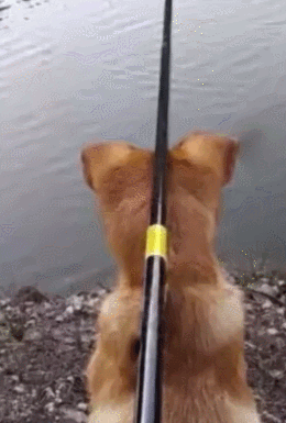 钓鱼 狗 搞笑