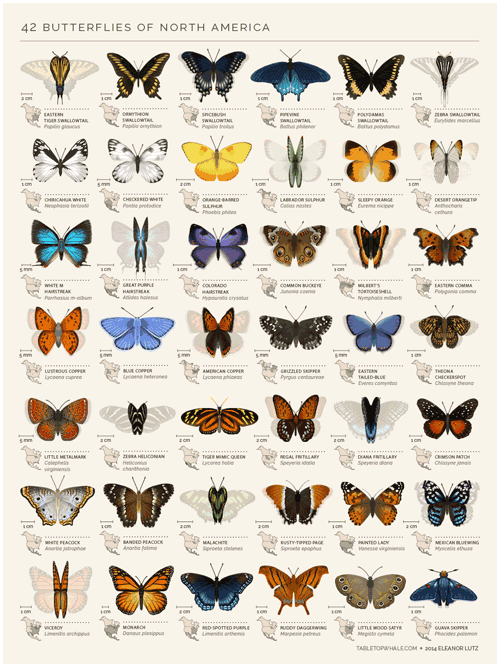 蝴蝶 butterfly animal 标本