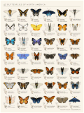 蝴蝶 butterfly animal 标本