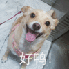 萌宠 汪星人 好鸭 开心 搞怪 逗