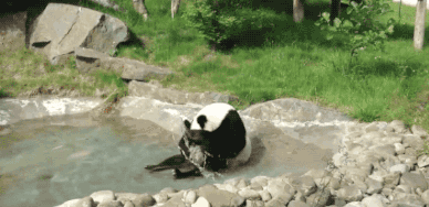 熊猫 洗脸 玩水 萌萌哒