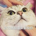 猫咪 手指 大眼睛 对方扬起苗头 鄙视你