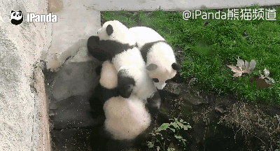 大熊猫 国宝 卖萌