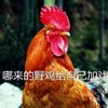 萌宠 公鸡 哪来的野鸡 戏真多 淘气 搞怪