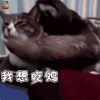 萌宠 猫咪 猫 树懒 不 不想 吃鸡 soogif soogif出品