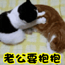 猫咪 可爱 萌宠 老公要抱抱