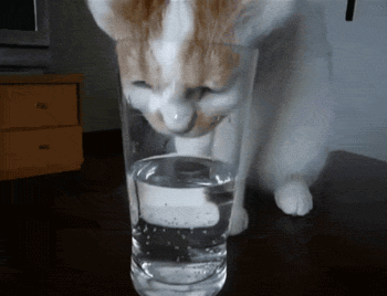 猫咪 喝水 有才 脸大