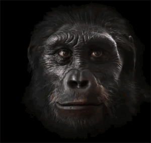 脸  进化  猿人  变化