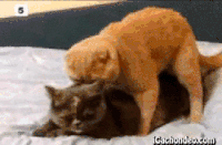 搞笑 猫  大叫 猥琐