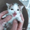 喵星人 小奶猫 可爱 宝贝