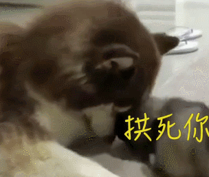 狗狗 可愛 萌寵 二哈