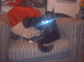 猫