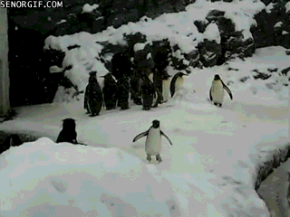 雪 企鹅 小动物