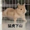 萌宠 兔子 猛虎下山 我来了 呆萌 可爱