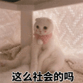 社会 猫咪