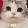 萌宠 猫 猫咪 喵星人 行吧