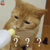猫星人 ？？？ 问号 soogif soogif出品