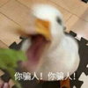 萌宠 鸭子 你骗人 激动 搞怪 呆萌