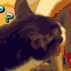 味道 猫咪 回头 可爱
