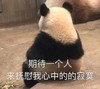 萌宠 熊猫 期待一个人来抚慰我心中的寂寞 无奈 搞怪 呆萌