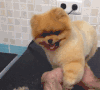 博美犬