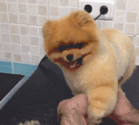 博美犬