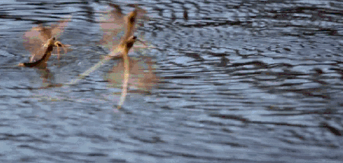 划水 动物 多瑙河-欧洲的亚马逊 浮游 纪录片