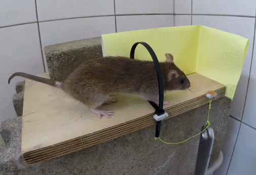 老鼠 老鼠夹 食物诱惑 家中抓鼠必备神器