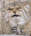 说 动物 眼神 龇牙